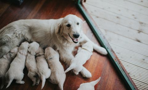 Chienne Golden Retriever avec sa portée.