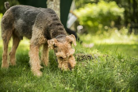 Le chien Airedaile Terrier mange de l'herbe à l'arrière-cour