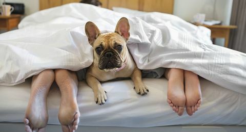 Chien au lit avec les propriétaires