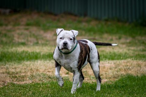 staffy sur ses gardes