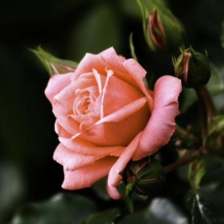 gros plan de la fleur rose en fleurs