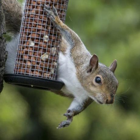 Écureuil gris pris en train de voler des noix d'oiseaux