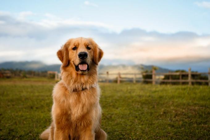 golden retriever assis dans une ferme