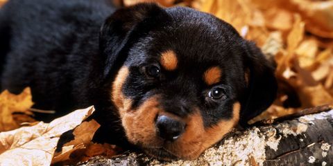 chiot rottweiler