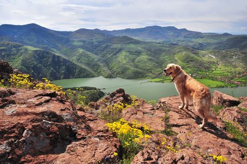 Chien à la campagne