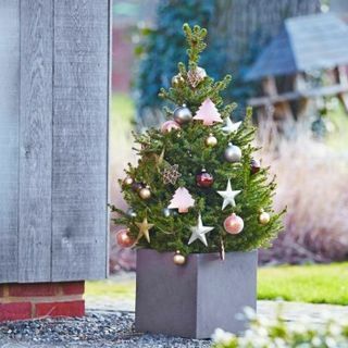 Sapin de Noël frais - 60-80cm Épinette de Norvège en pot - Wills Dwarf + POUR LIVRAISON IMMÉDIATE