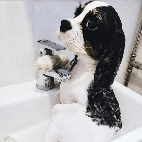 chiens dans les bains images amusantes