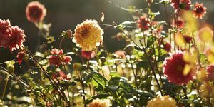 comment aider votre jardin à survivre à une canicule