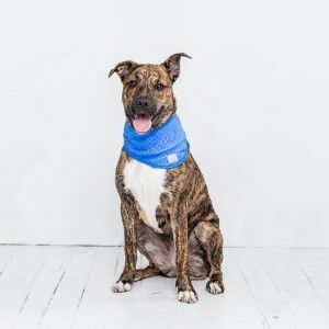 Bandana de chien de refroidissement de glace pour animaux de compagnie