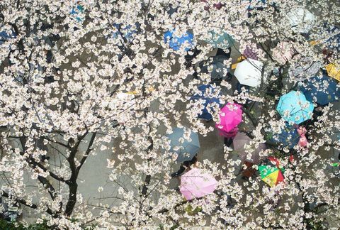 Cerisiers en fleurs à l'Université de Wuhan dans la province centrale du Hubei en Chine.