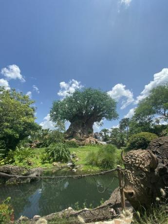 arbre de vie au règne animal de disney