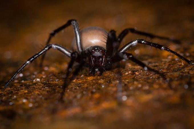 araignées britanniques – araignée des cavernes