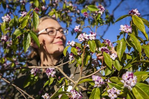 Février parfumé arrive alors que les fleurs d'hiver fleurissent de plus en plus grandes