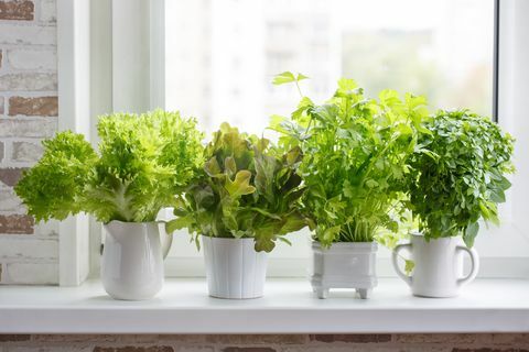 herbes culinaires aromatiques fraîches dans des pots blancs sur la laitue de rebord de fenêtre, le céleri en feuilles et le potager de fines herbes au basilic à petites feuilles