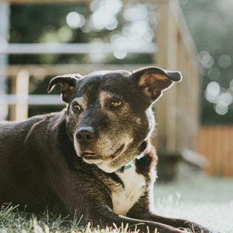 chien noir allongé sur l'herbe dans un jardin ensoleillé