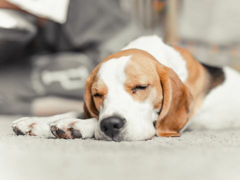 chiot beagle dormir