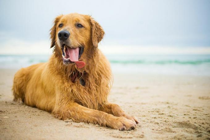 golden retriever sur la plage de Caroline du Nord