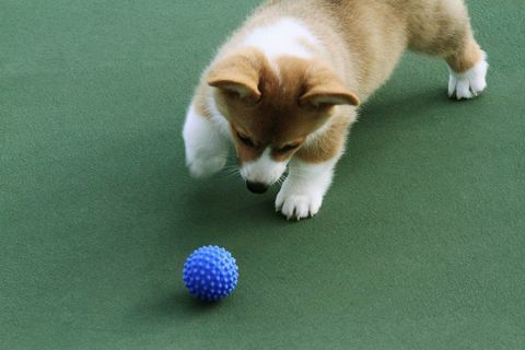 chiot corgi et boule bleue