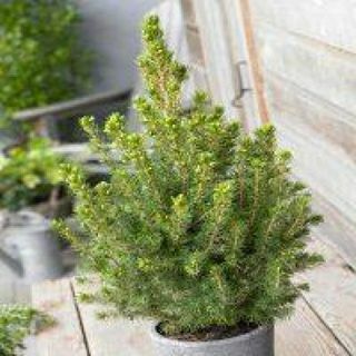 Picea glauca Conica - Épinette naine de l'Alberta