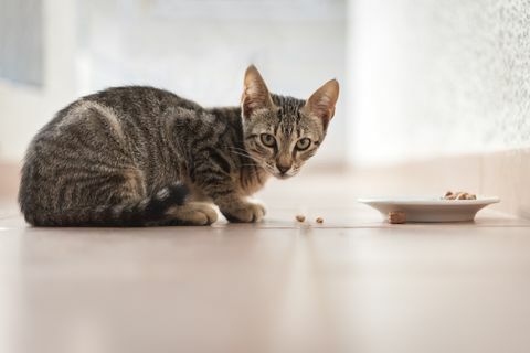 Chaton tigré manger dans un bol à l'extérieur