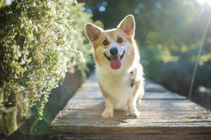 Chien corgi rétroéclairé qui a l'air heureux à l'extérieur