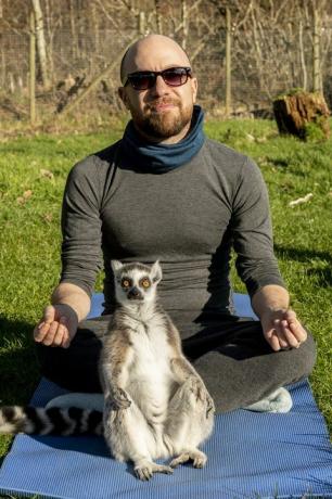 Yoga avec des lémuriens