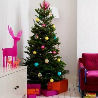 Sapin de Noël Nordmann - Arbre de luxe non tombant fraîchement coupé (environ 6 pieds) + Livré du 7 décembre au 12 décembre +