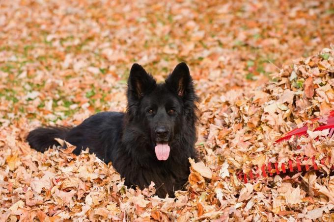 un chien de berger allemand de race noire aux cheveux longs dans un tas de feuilles sèches à côté d'un râteau en plastique rouge
