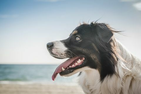 Chien sur la plage