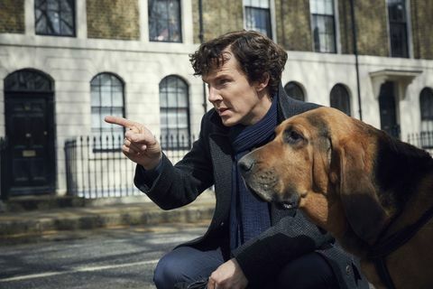 Benedict Cumberbatch en tant que Sherlock avec un chien dans une émission de télévision de la BBC