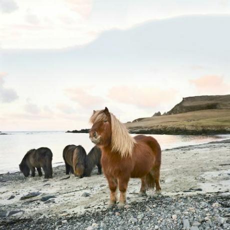 poneys shetland