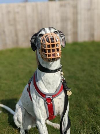 chien de sauvetage formé au museau à la recherche d'un foyer