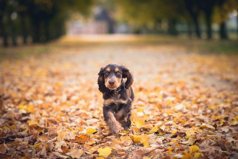 Chiot épagneul cocker qui traverse les feuilles d'automne