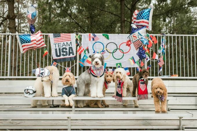 cette séance photo des Jeux olympiques de Dogs Squad Doodle