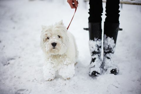 Un West Highland White Terrier et propriétaire dans la neige