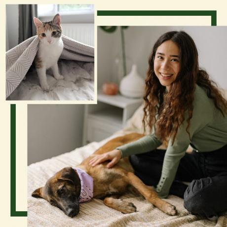 iams, delphine chui, nola, dillon, chien, chat