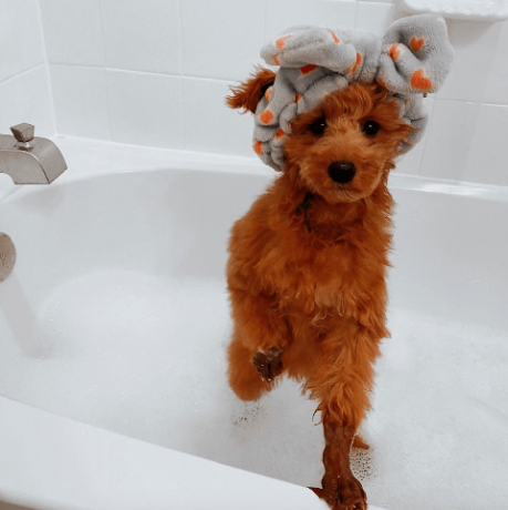 chiens dans les bains images amusantes