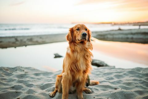 chien sur la plage