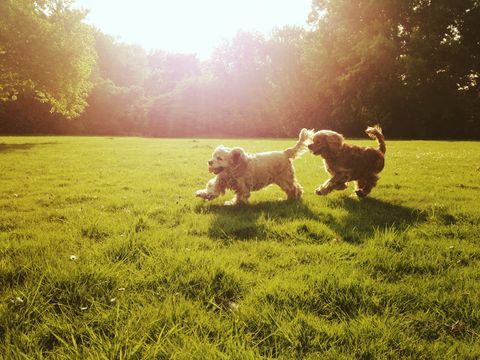 Couple de chiens cocker spaniel jouant en plein air