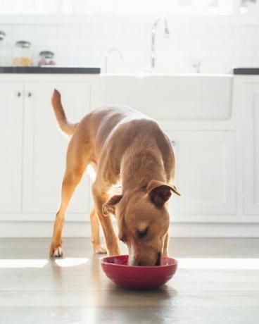 vue de face d'un chien de couleur beige dans la cuisine mangeant dans un bol rouge