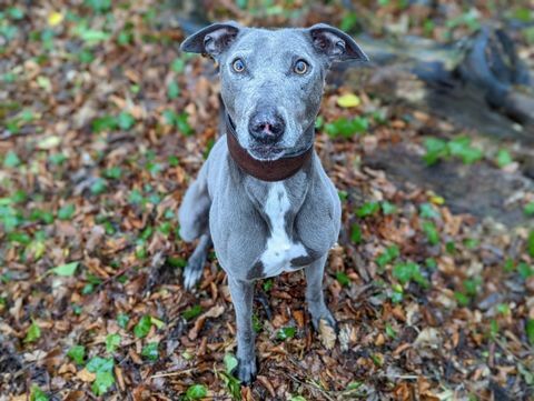 chien de sauvetage bronco a besoin de nouveaux propriétaires