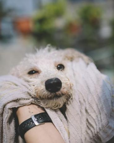 Vue à la première personne du nettoyage et de l'essuyage du fpv sur un chien caniche jouet pour animaux de compagnie sec après un bain en plein air avec une serviette