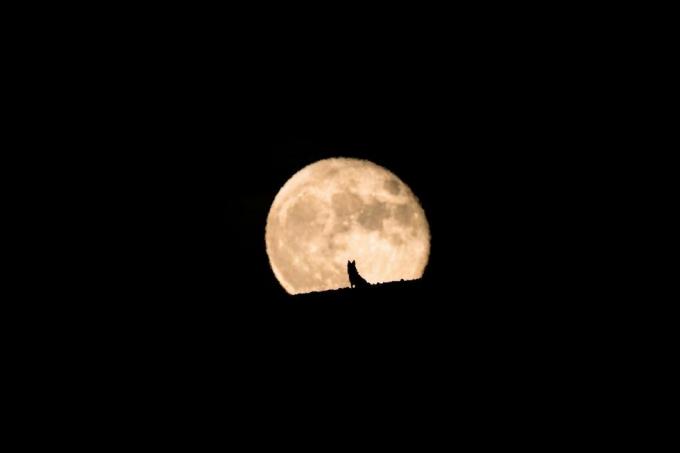 silhouette d'un chien-loup regardant la pleine lune se lever, pleine lune et silhouette, photographie d'animaux de compagnie, halloween