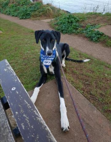 Le chien le plus solitaire de Grande-Bretagne cherche un nouveau foyer et une famille aimante