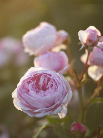 jardin fleur rose