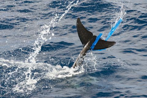 'Rissos dauphin (Grampus griseus), avec un sac en plastique dans la nageoire caudale, Fuerteventura, Îles Canaries'