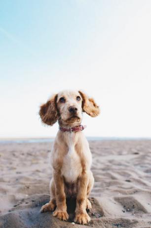 chien assis sur la plage