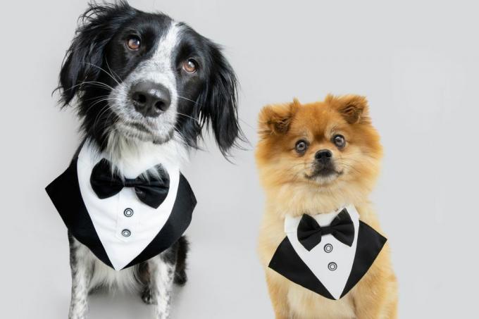 Portrait de chiens élégants portant un costume de smoking isolé sur fond gris