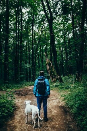 homme avec un chien dans la forêt