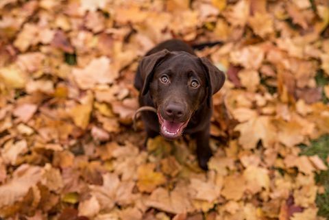 chien labrador chocolat